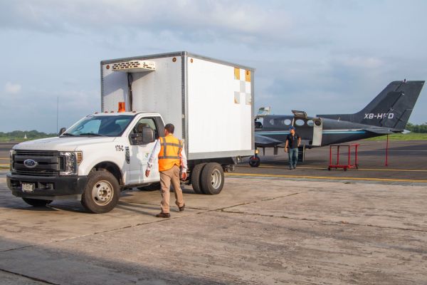 Lluvia de mosca estéril en Tamaulipas: liberan 70 millones para frenar al gusano barrenador