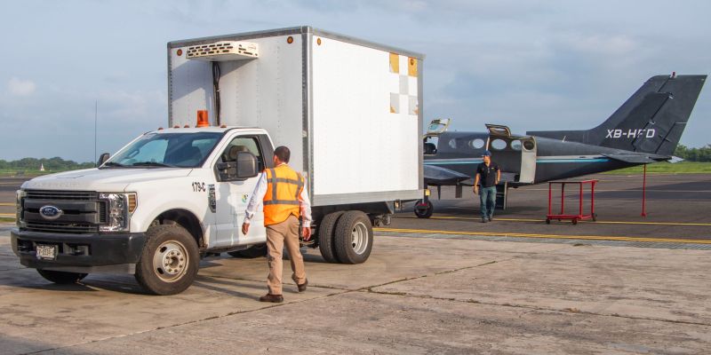 Lluvia de mosca estéril en Tamaulipas: liberan 70 millones para frenar al gusano barrenador