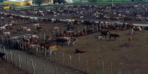 Suspenden compra de ganado ante saturación del mercado nacional