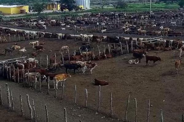 Suspenden compra de ganado ante saturación del mercado nacional
