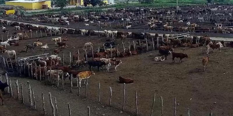 Suspenden compra de ganado ante saturación del mercado nacional