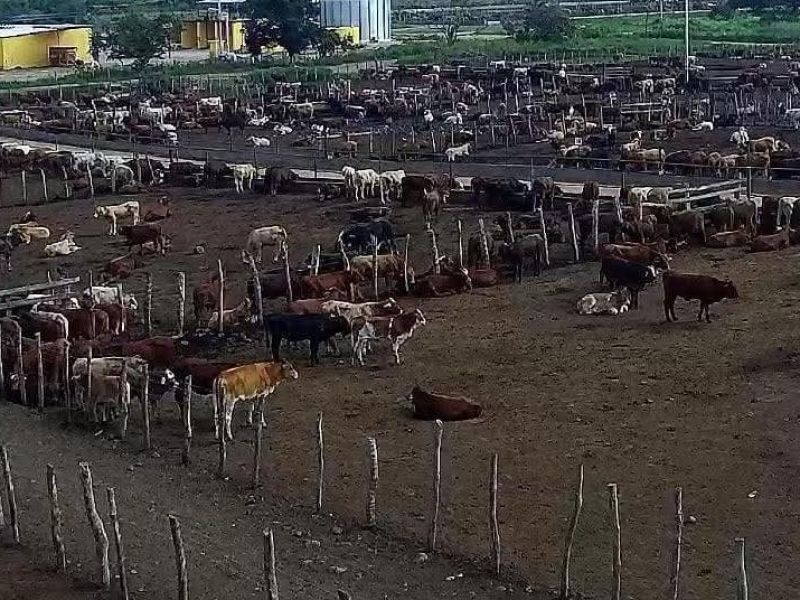 Suspenden compra de ganado ante saturación del mercado nacional