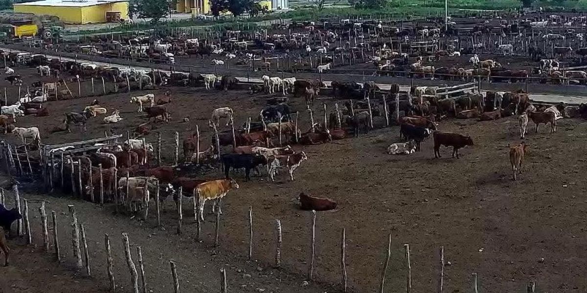 Suspenden compra de ganado ante saturación del mercado nacional