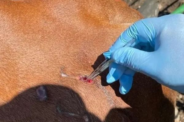 Autoridades intensifican acciones de vigilancia y prevención por gusano barrenador en perros