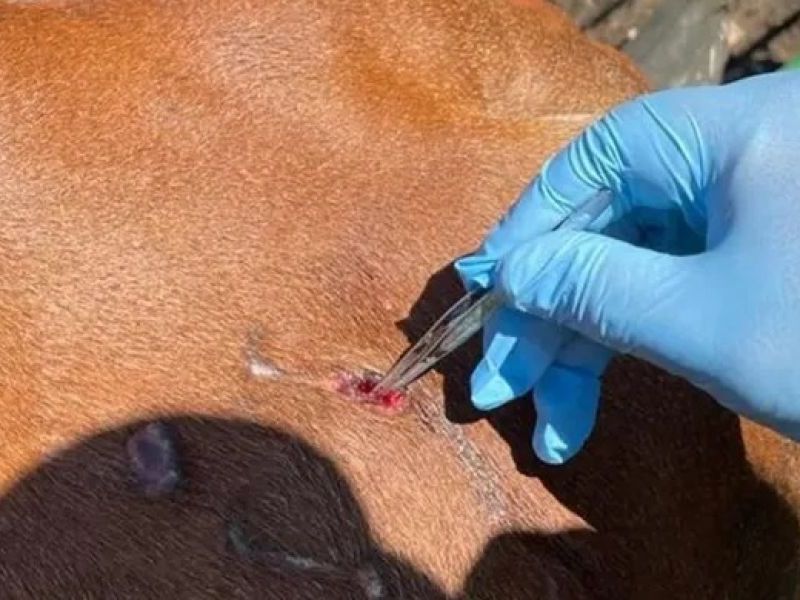 Autoridades intensifican acciones de vigilancia y prevención por gusano barrenador en perros