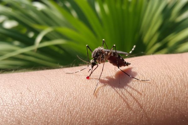 Bajan 88% los casos de dengue en Tamaulipas; no hay defunciones