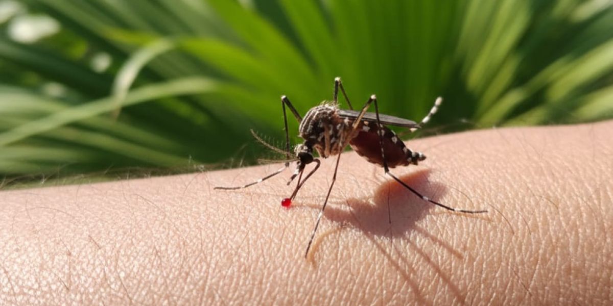 Bajan 88% los casos de dengue en Tamaulipas; no hay defunciones