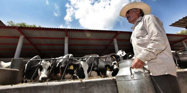 Van por autosuficiencia lechera; Tamaulipas podría beneficiarse de plan nacional para elevar producción de leche