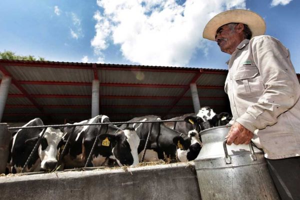 Van por autosuficiencia lechera; Tamaulipas podría beneficiarse de plan nacional para elevar producción de leche
