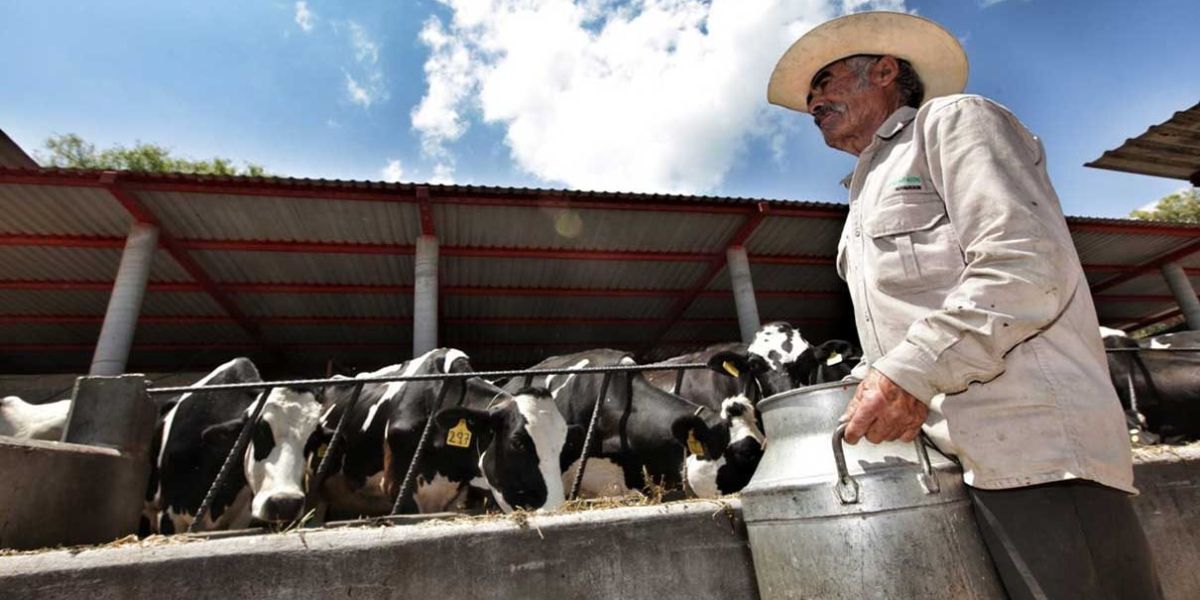 Van por autosuficiencia lechera; Tamaulipas podría beneficiarse de plan nacional para elevar producción de leche