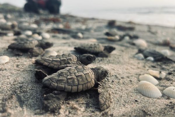Inicia Temporada de Liberación de Tortuga Lora en Costas de Tamaulipas