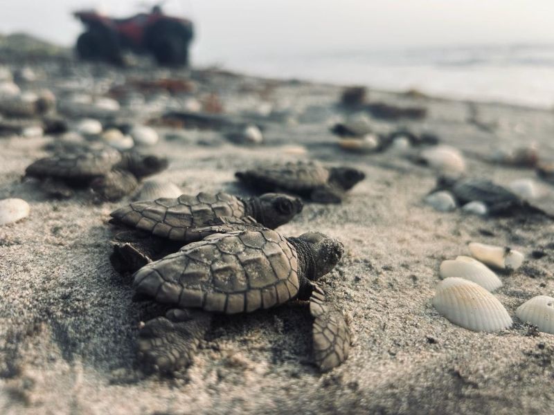 Inicia Temporada de Liberación de Tortuga Lora en Costas de Tamaulipas