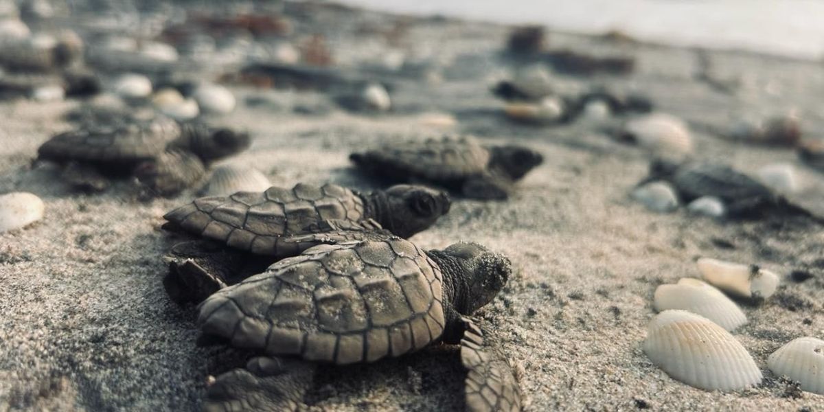 Inicia Temporada de Liberación de Tortuga Lora en Costas de Tamaulipas