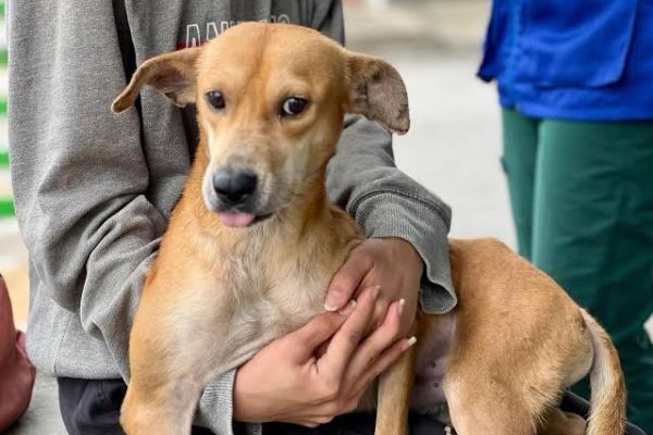 Tamaulipas avanza en protección animal con reconocimiento de cinco dominios de bienestar