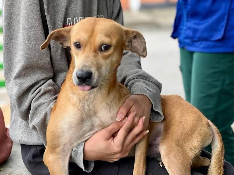 Tamaulipas avanza en protección animal con reconocimiento de cinco dominios de bienestar