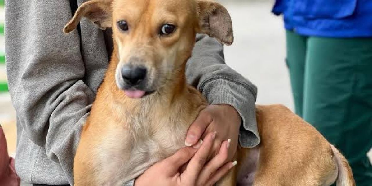 Tamaulipas avanza en protección animal con reconocimiento de cinco dominios de bienestar