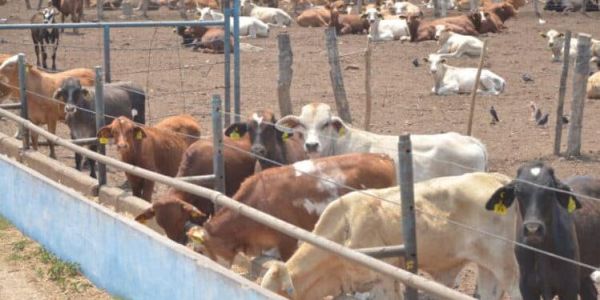 Blindará Tamaulipas frontera sanitaria con caseta para revisar ganado de Nuevo León