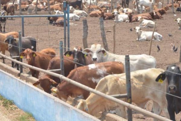 Blindará Tamaulipas frontera sanitaria con caseta para revisar ganado de Nuevo León