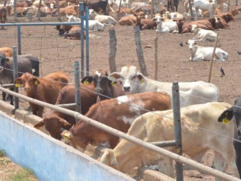 Blindará Tamaulipas frontera sanitaria con caseta para revisar ganado de Nuevo León