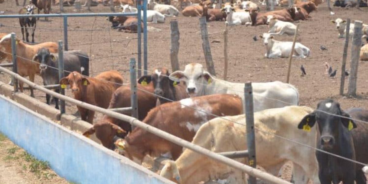 Blindará Tamaulipas frontera sanitaria con caseta para revisar ganado de Nuevo León