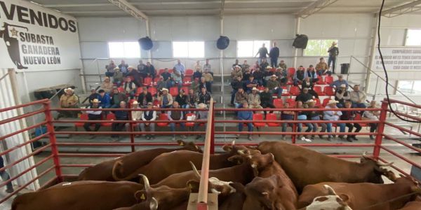 Subasta de la UGRT sostiene precios del ganado  en medio de la crisis por cierre fronterizo