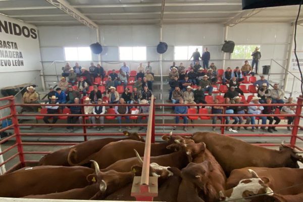 Subasta de la UGRT sostiene precios del ganado  en medio de la crisis por cierre fronterizo