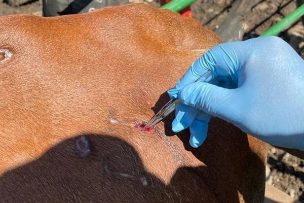 Suman 12 casos activos de gusano barrenador en Victoria