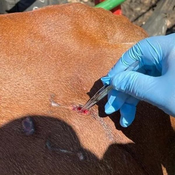 Suman 12 casos activos de gusano barrenador en Victoria