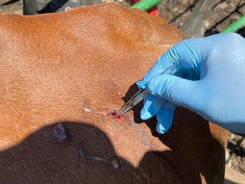 Suman 12 casos activos de gusano barrenador en Victoria