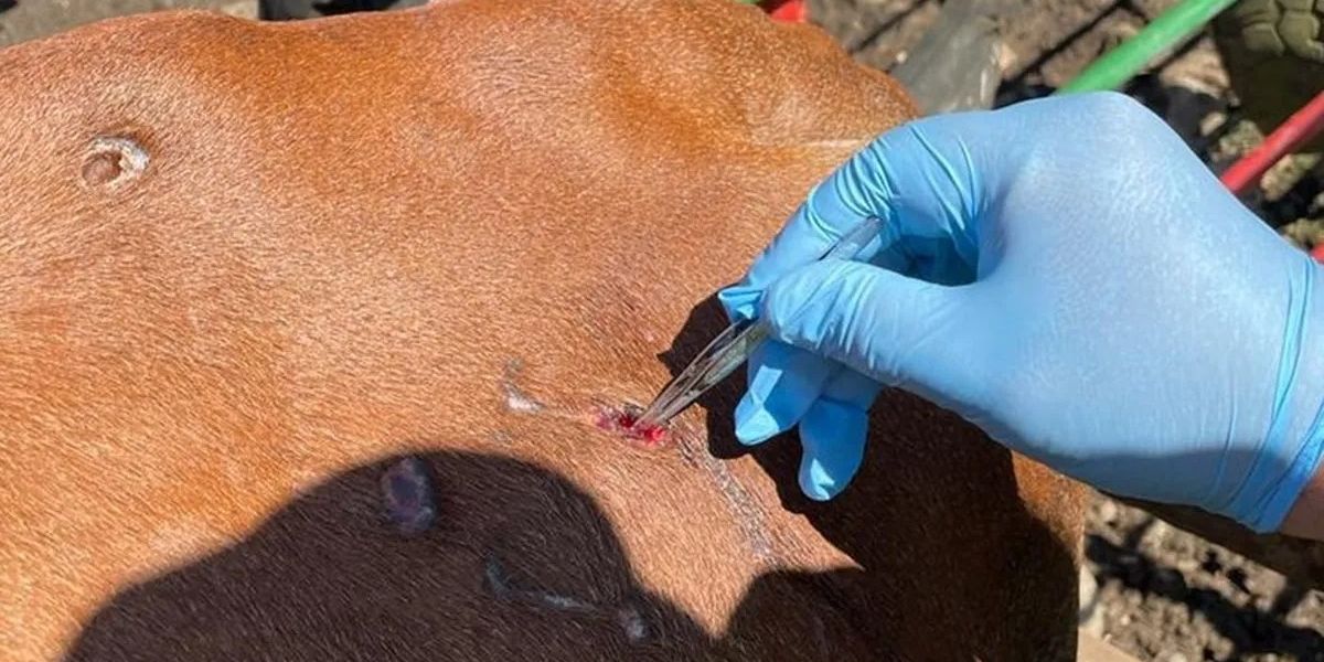 Suman 12 casos activos de gusano barrenador en Victoria