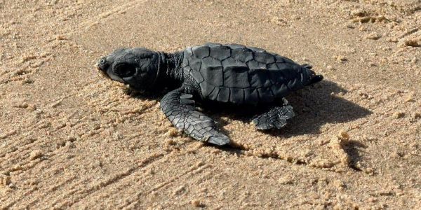 Aclaran liberación de tortugas en Playa Bagdad