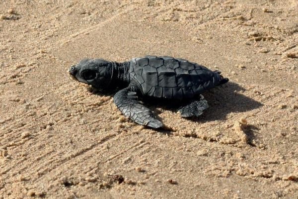 Aclaran liberación de tortugas en Playa Bagdad