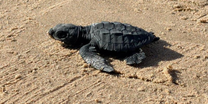 Aclaran liberación de tortugas en Playa Bagdad