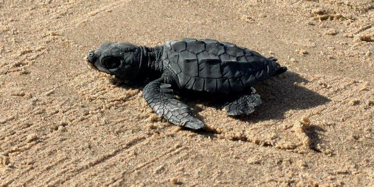 Aclaran liberación de tortugas en Playa Bagdad