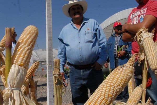 El maíz suma cinco semanas de pérdidas y preocupa al campo tamaulipeco