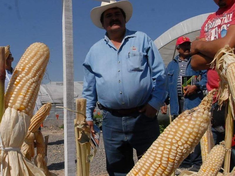 El maíz suma cinco semanas de pérdidas y preocupa al campo tamaulipeco