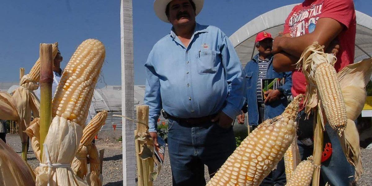 El maíz suma cinco semanas de pérdidas y preocupa al campo tamaulipeco