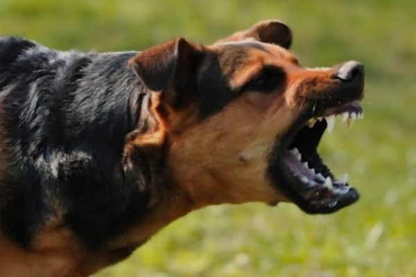 Reporta Salud 899 atenciones médicas por agresiones de perros
