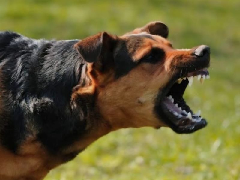 Reporta Salud 899 atenciones médicas por agresiones de perros