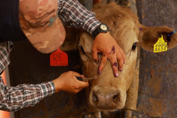 Gusano barrenador sigue sin ceder en Tamaulipas
