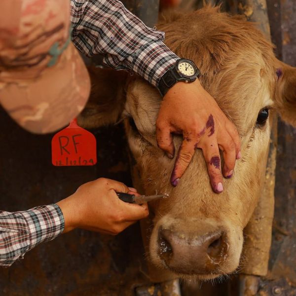 Gusano barrenador sigue sin ceder en Tamaulipas