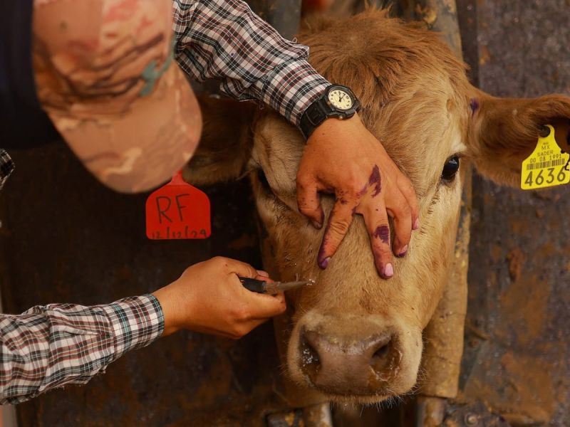 Gusano barrenador sigue sin ceder en Tamaulipas