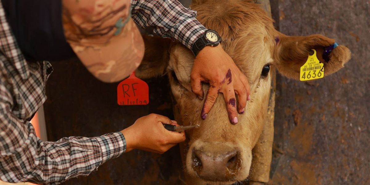 Gusano barrenador sigue sin ceder en Tamaulipas