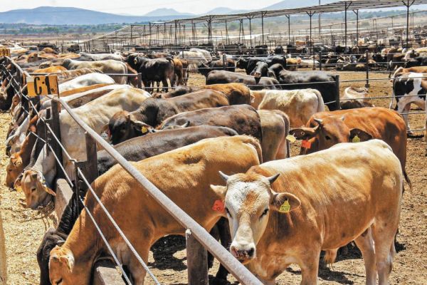 Productores de Tamaulipas resienten crisis ganadera