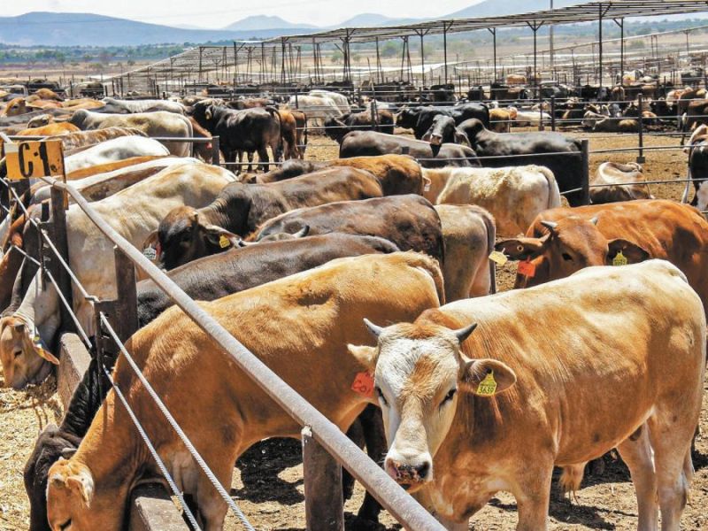 Productores de Tamaulipas resienten crisis ganadera