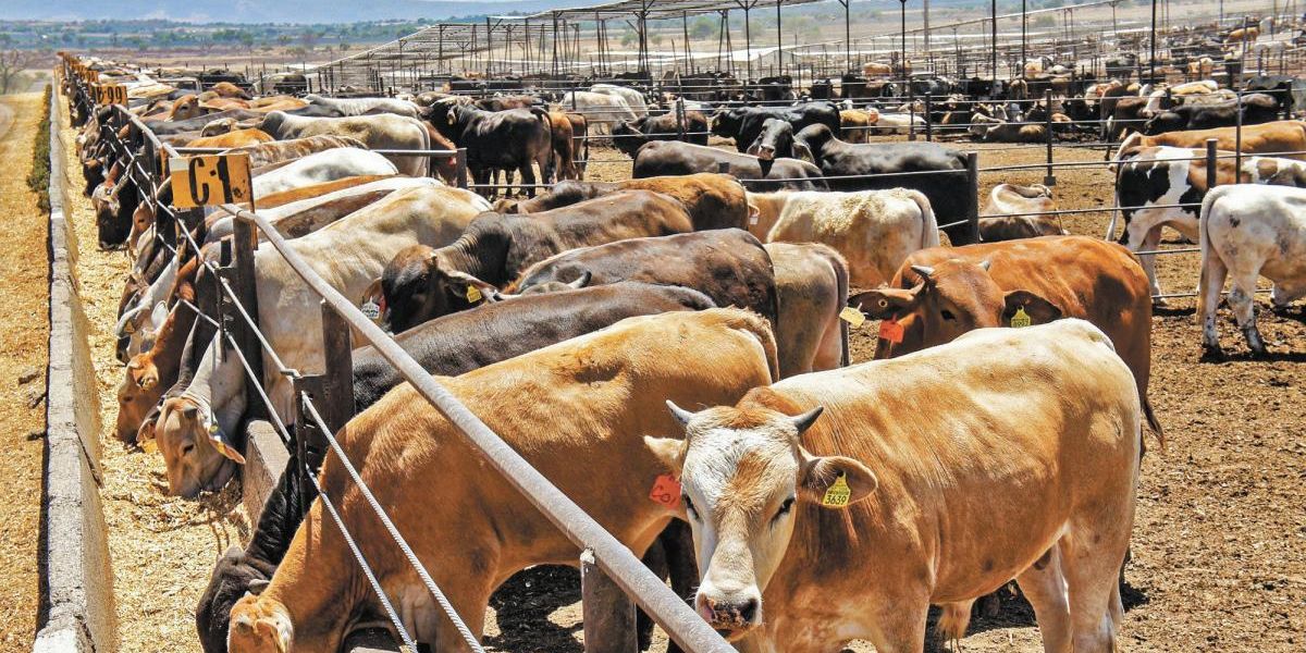 Productores de Tamaulipas resienten crisis ganadera