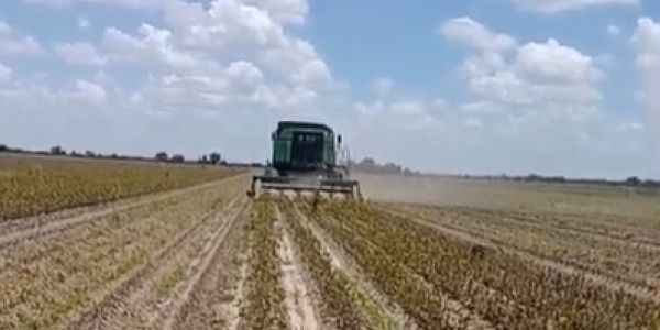 Arranca la cosecha de soya en el norte de Tamaulipas; productores ponen a prueba el ciclo agrícola