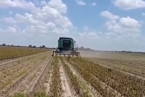 Arranca la cosecha de soya en el norte de Tamaulipas; productores ponen a prueba el ciclo agrícola
