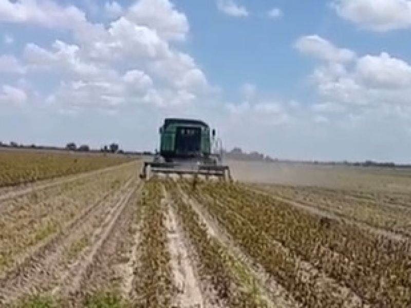Arranca la cosecha de soya en el norte de Tamaulipas; productores ponen a prueba el ciclo agrícola