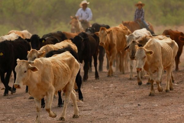 Alertan ganaderos por ingreso ilegal de reses; piden reforzar vigilancia en la frontera sur